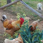 Landsted Olimagio Farm With Animals And 25m Pool, At Cycling Distance *